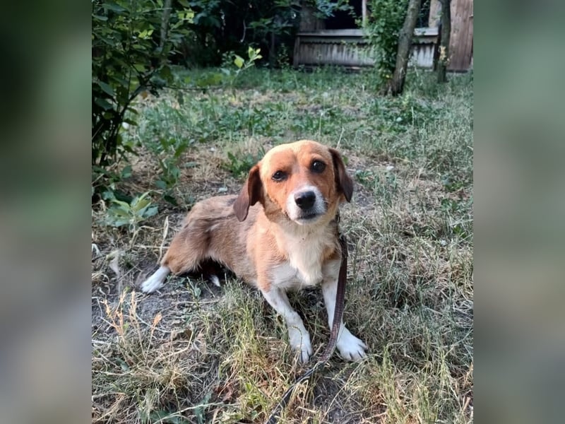Ella Tierschutzhund sucht ein Zuhause