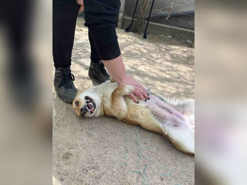 ⭐️WEENY⭐️, Hündin, 1 Jahr, 30 cm, Mischling, Tierschutz