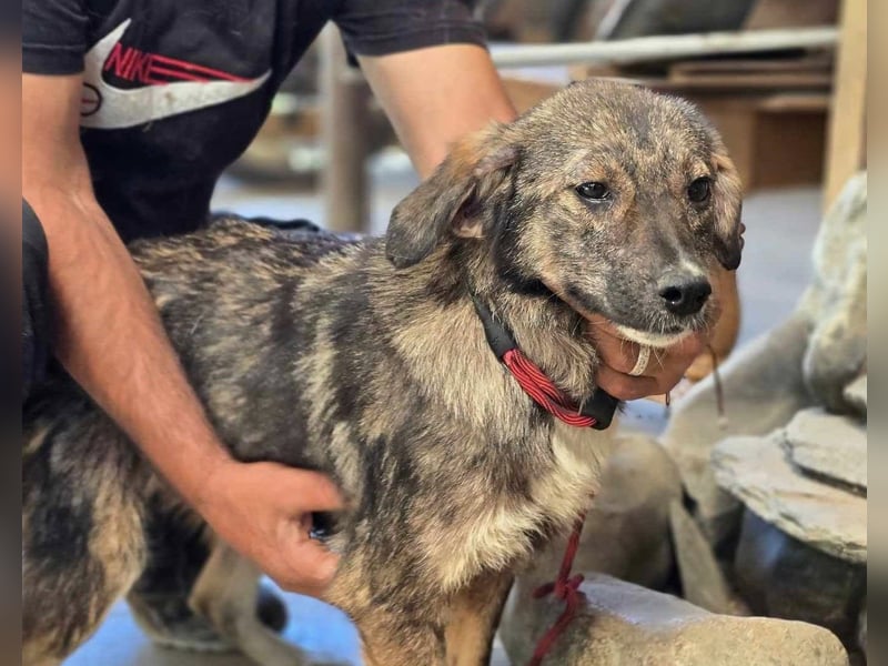 Nala – einjährige Schönheit sucht ihre Menschen