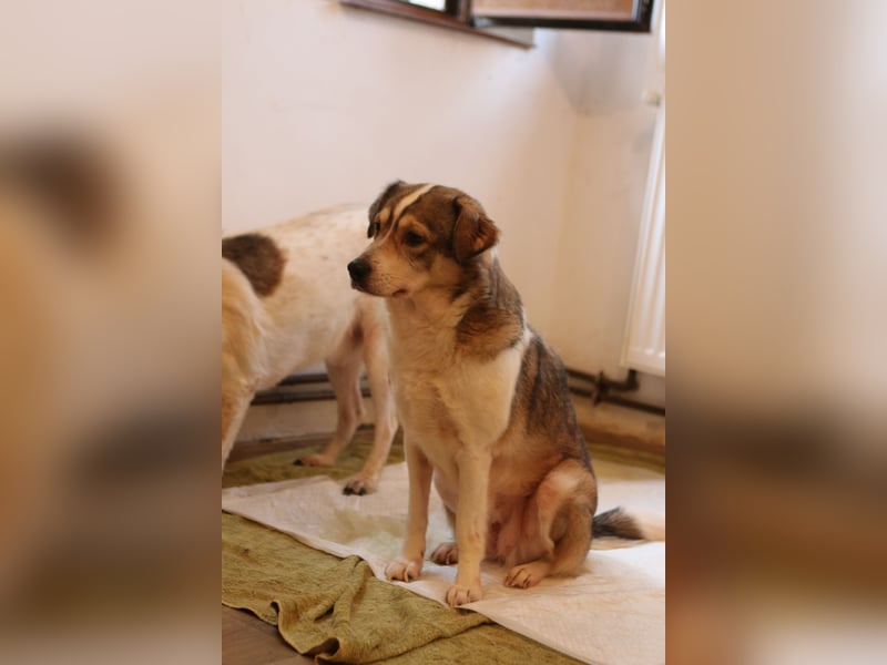 TIMENTES, Hündin, 6 Jahre, 48 cm, Mischling, Tierschutz