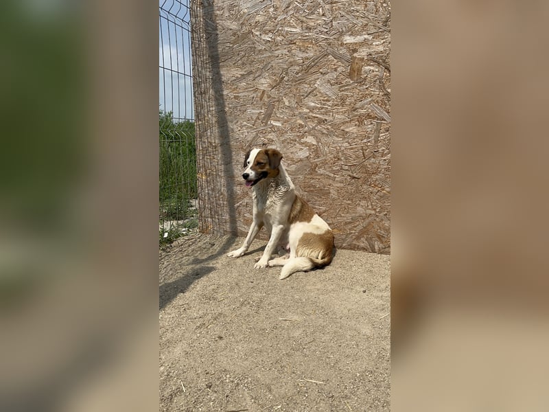 FINA, Hündin, 2,5 Jahre, 40 cm, Mischling, Tierschutz