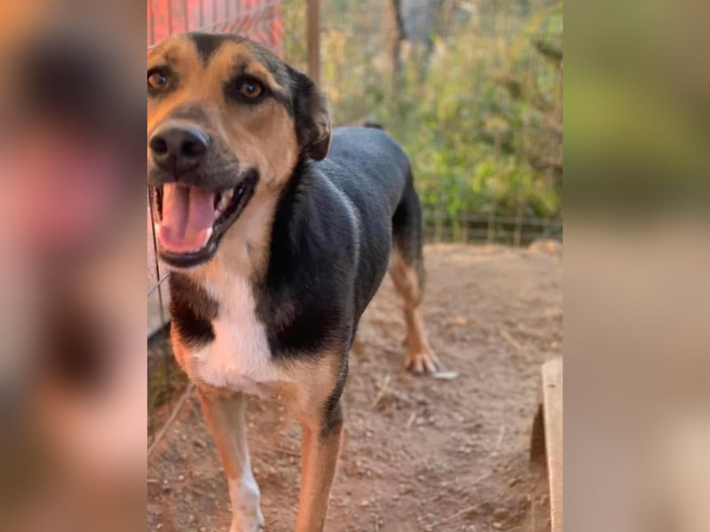 Zora Tierschutzhund sucht ein Zuhause