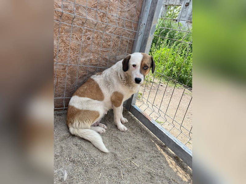 FINA, Hündin, 2,5 Jahre, 40 cm, Mischling, Tierschutz
