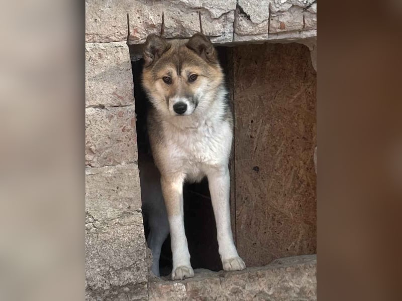⭐️SHIBA⭐️, Hündin, 1 Jahr, 43 cm, Mischling, Tierschutz