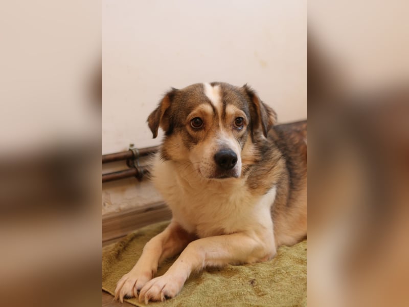 TIMENTES, Hündin, 6 Jahre, 48 cm, Mischling, Tierschutz