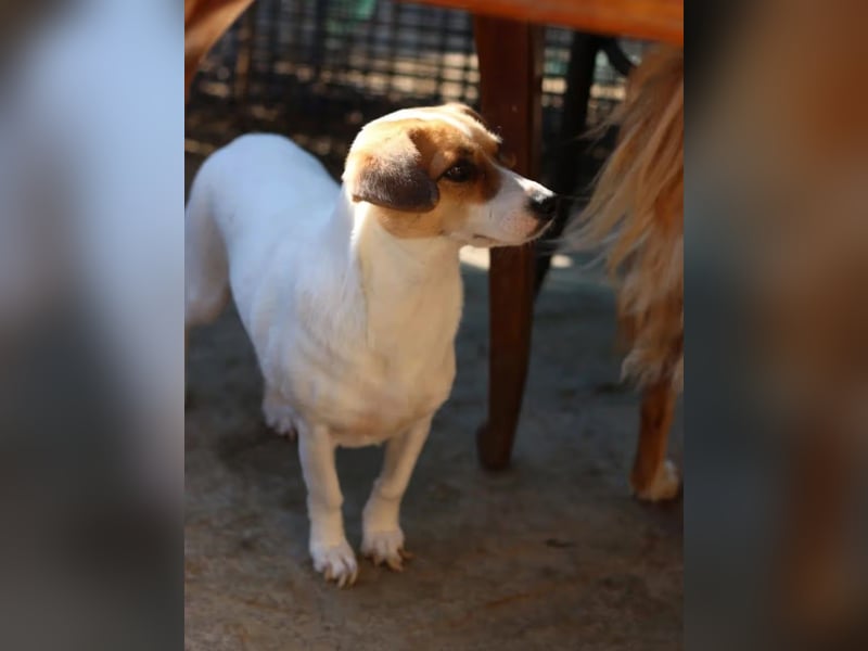 ⭐️MIRELLA⭐️, Hündin, 5 Jahre, 25 cm, Mischling, Tierschutz