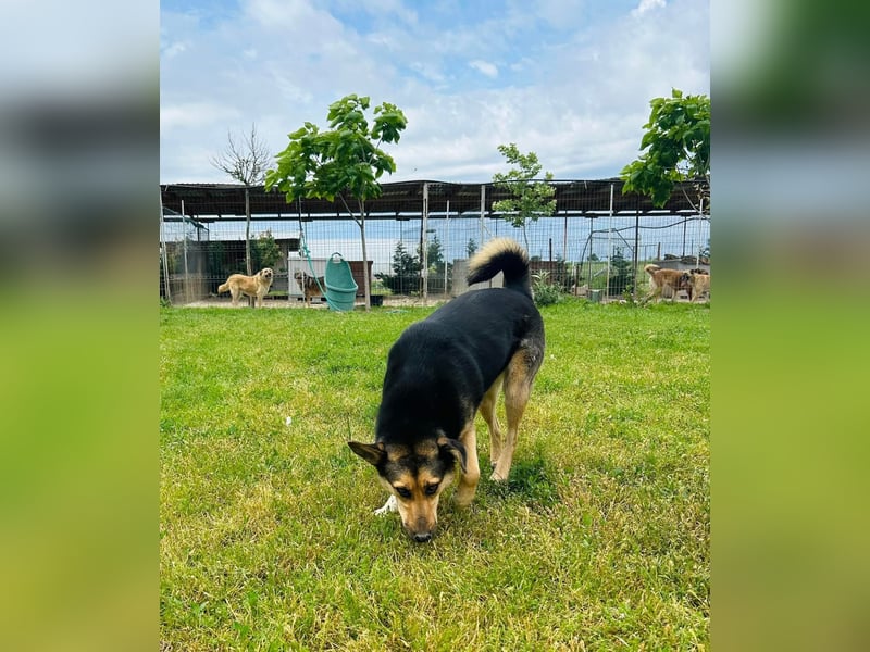 Zora Tierschutzhund sucht ein Zuhause