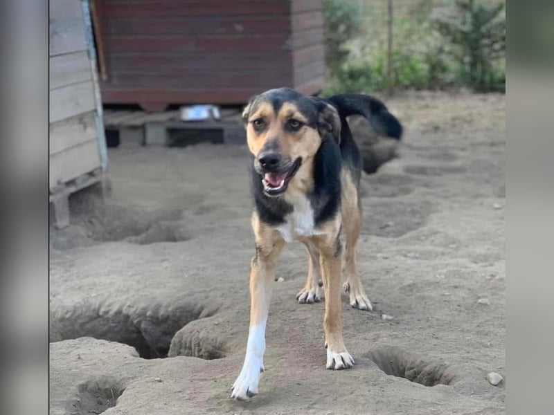 Zora Tierschutzhund sucht ein Zuhause