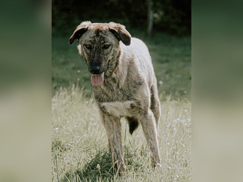 ⭐️TAMINA⭐️, Hündin, 1 Jahr, 48 cm, Mischling, Tierschutz