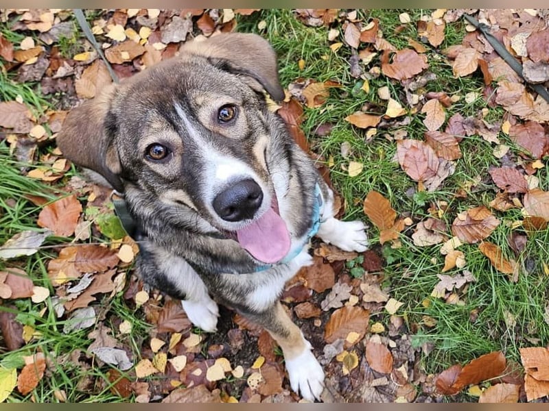 Notfall! Hazel sucht ein neues Zuhause