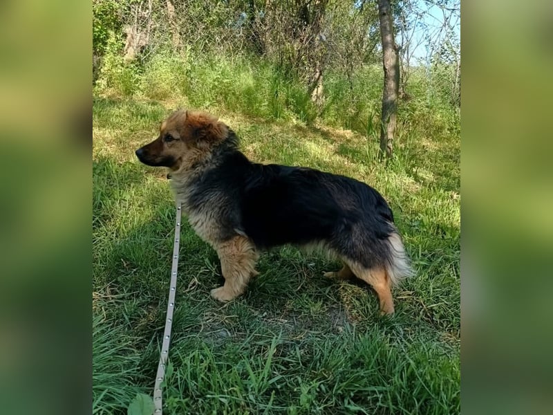 Milly Tierschutzhund sucht ein Zuhause
