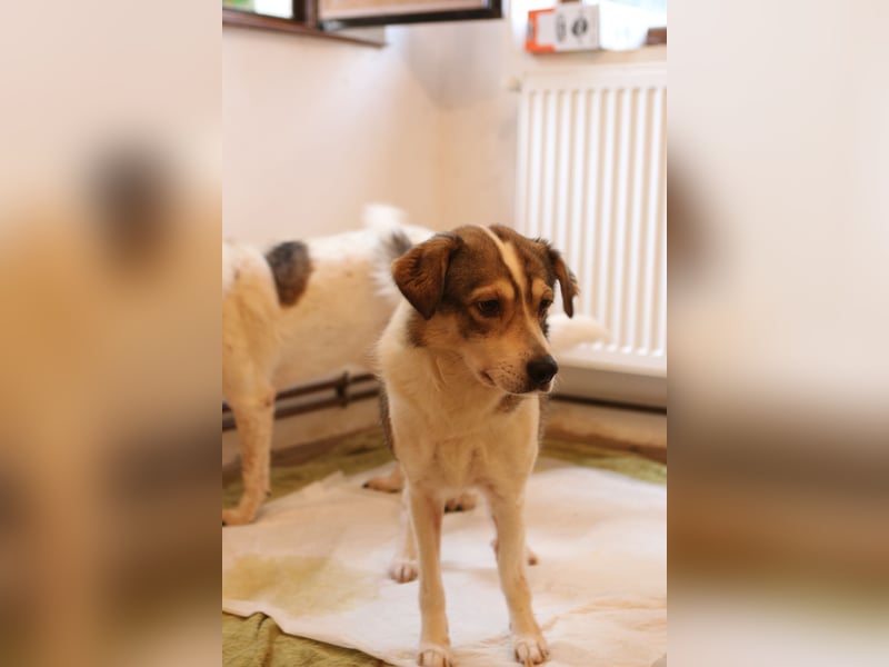 TIMENTES, Hündin, 6 Jahre, 48 cm, Mischling, Tierschutz