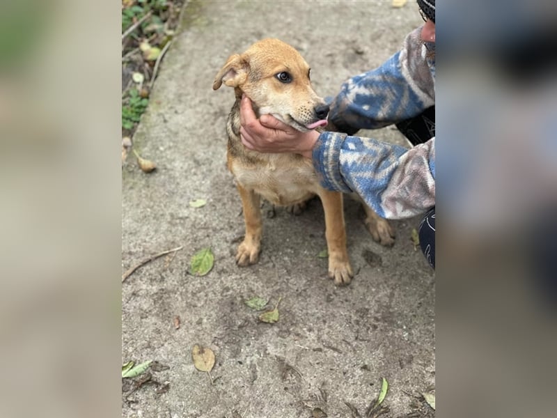 Fizz – zartes Hundemädchen auf Familiensuche, 6 Monate
