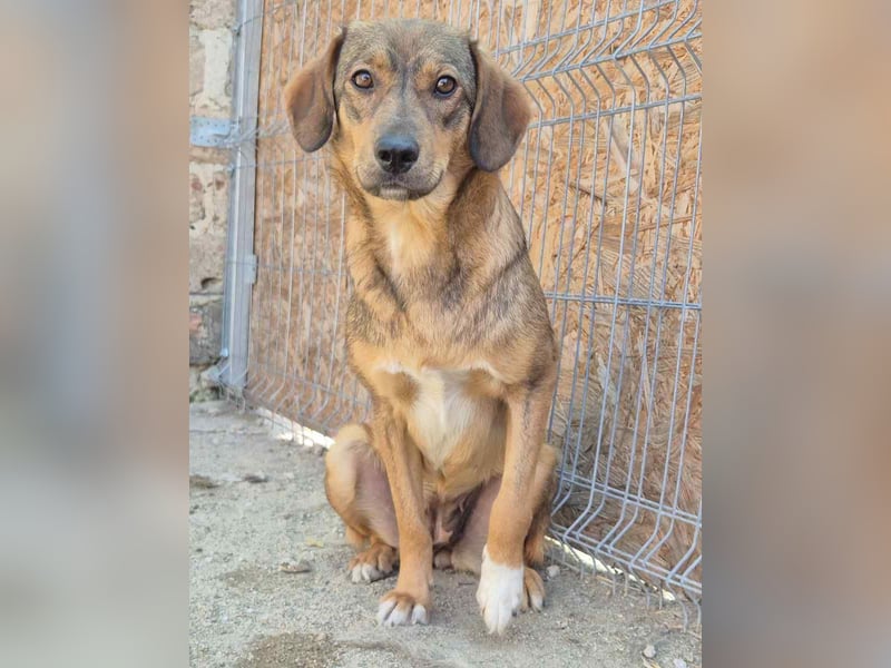 ⭐️MINA⭐️, Hündin, 1,5 Jahre, 43 cm, Mischling, Tierschutz