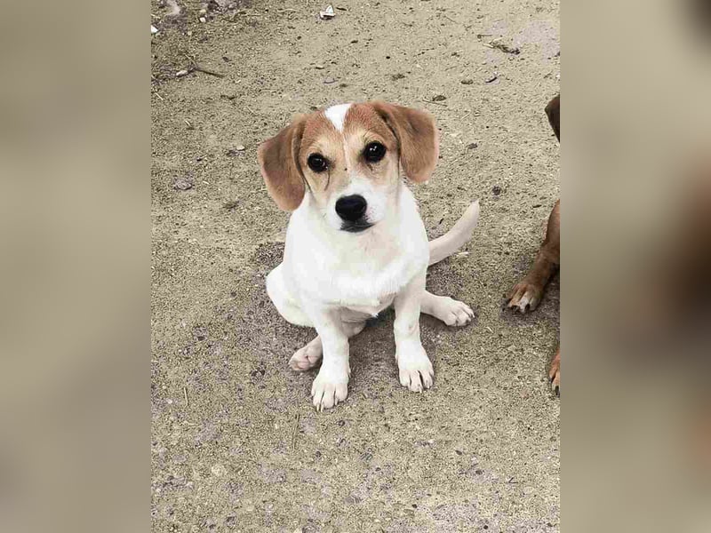 ⭐️Daja⭐️, Hündin, 3 Monate, 20 cm, Mischling, Tierschutz