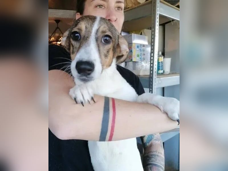 ⭐️MOLLY⭐️, Hündin, 2,5 Jahre, 27cm, Mischling, Tierschutz