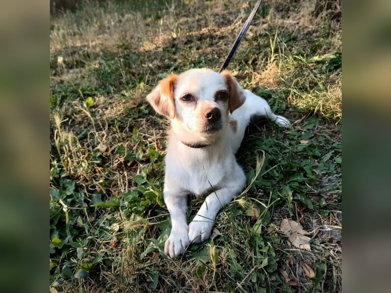 Ebby Tierschutzhund sucht ein Zuhause