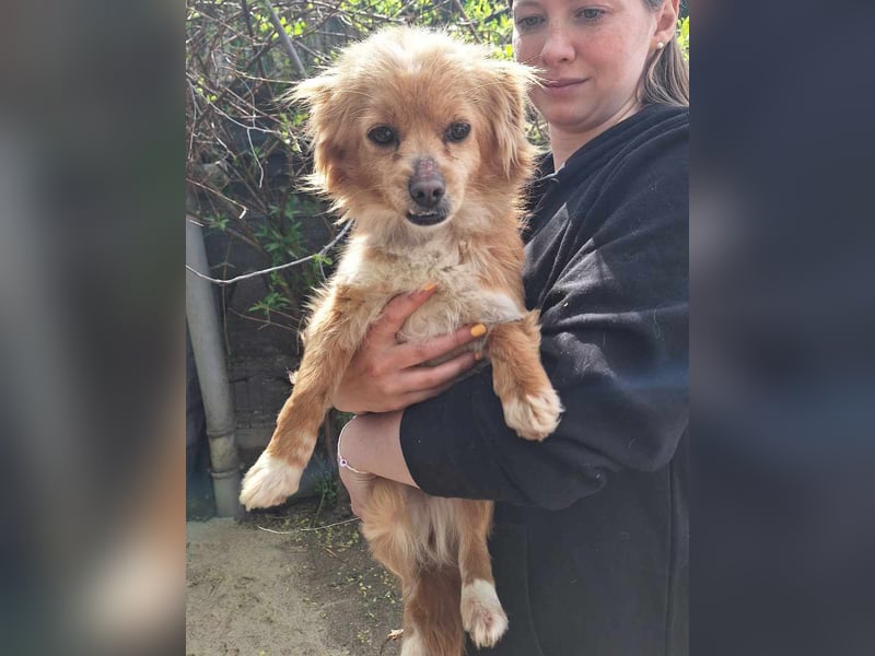 ⭐️CHERRY⭐️, Hündin, 3 Jahre, 27 cm, Mischling, Tierschutz