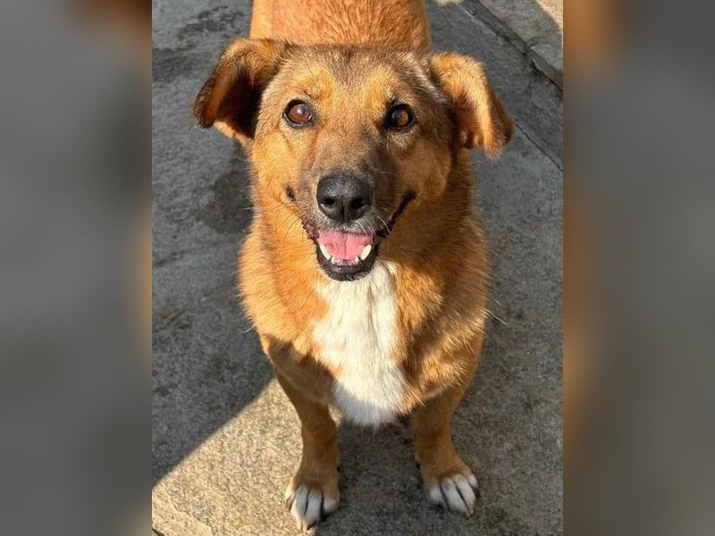 ⭐️MISCHOU⭐️, Hündin, 3,5 Jahre, 30cm, Mischling, Tierschutz
