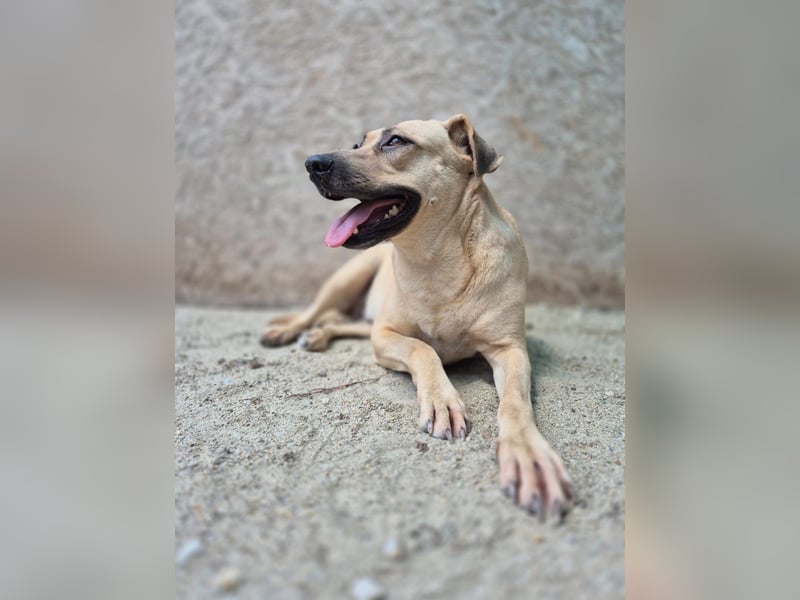 MELINA, Hündin, 3 Jahre, 48 cm, Mischling, Tierschutz