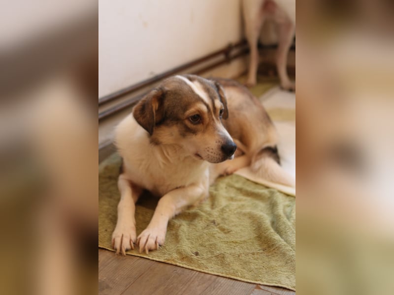 TIMENTES, Hündin, 6 Jahre, 48 cm, Mischling, Tierschutz