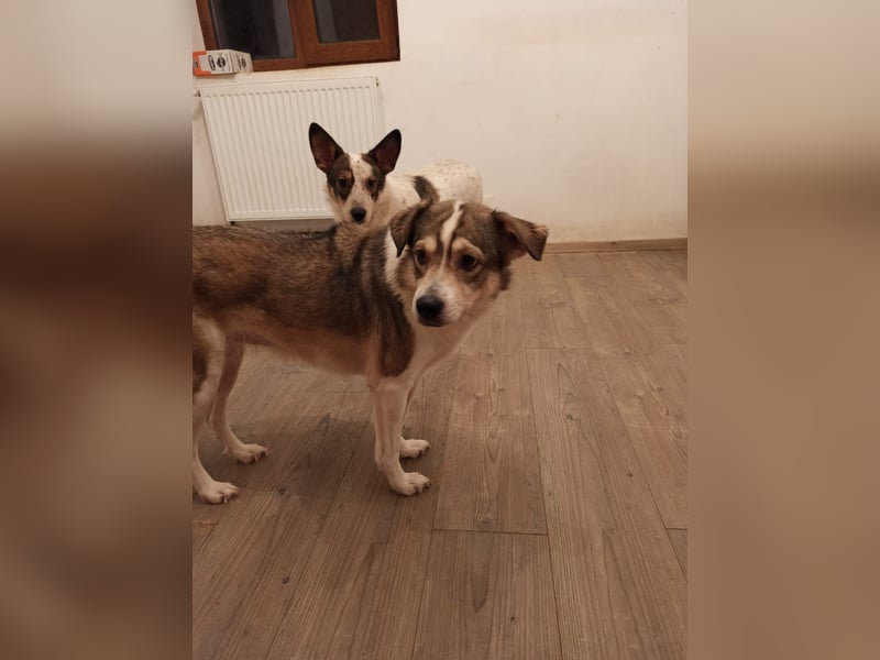TIMENTES, Hündin, 6 Jahre, 48 cm, Mischling, Tierschutz