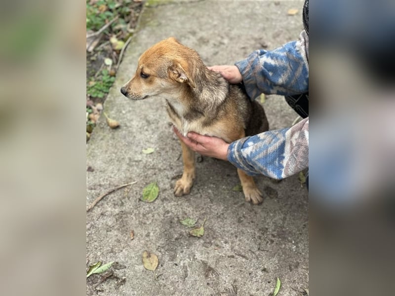 Fizz – zartes Hundemädchen auf Familiensuche, 6 Monate