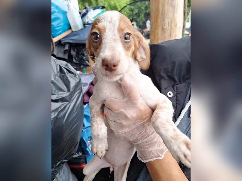 ⭐️KISSES⭐️, Hündin, 3 Monate, 23 cm, Mischling, Tierschutz