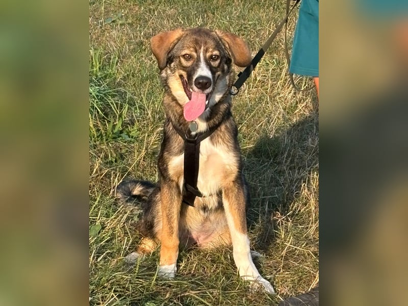 Notfall! Hazel sucht ein neues Zuhause