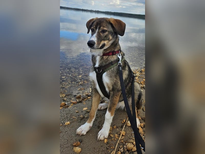 Notfall! Hazel sucht ein neues Zuhause