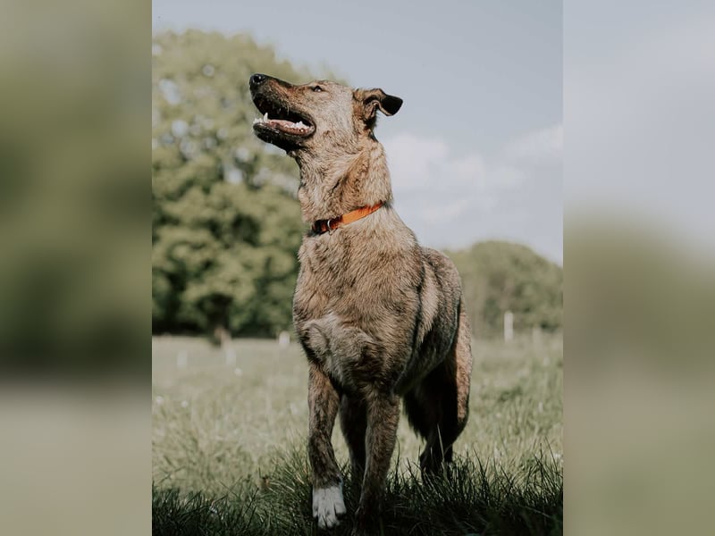 ⭐️TAMINA⭐️, Hündin, 1 Jahr, 48 cm, Mischling, Tierschutz