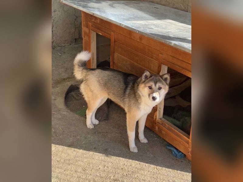 ⭐️SHIBA⭐️, Hündin, 1 Jahr, 43 cm, Mischling, Tierschutz