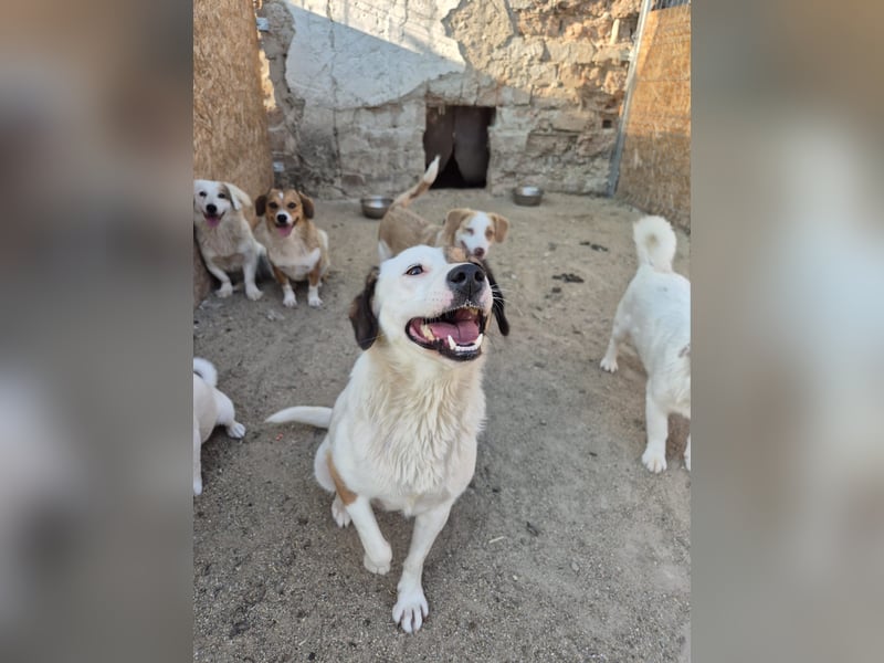 FINA, Hündin, 2,5 Jahre, 40 cm, Mischling, Tierschutz