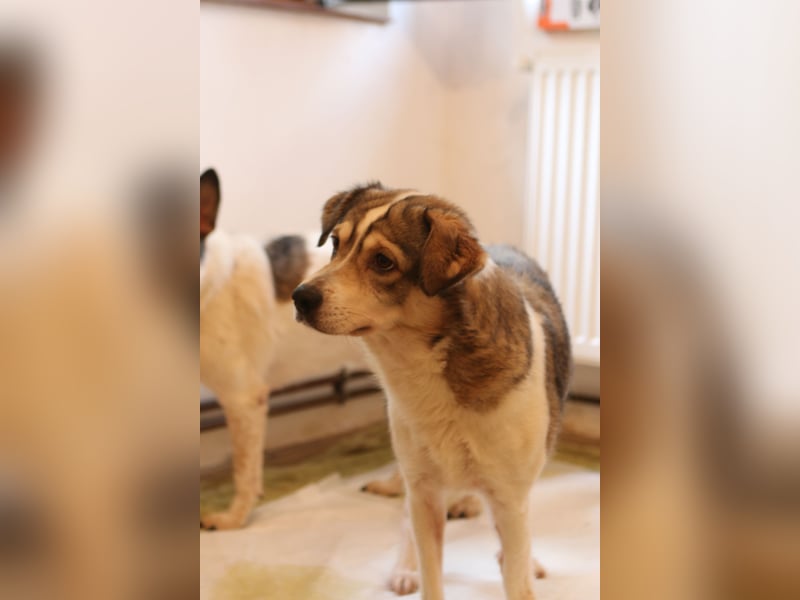 TIMENTES, Hündin, 6 Jahre, 48 cm, Mischling, Tierschutz
