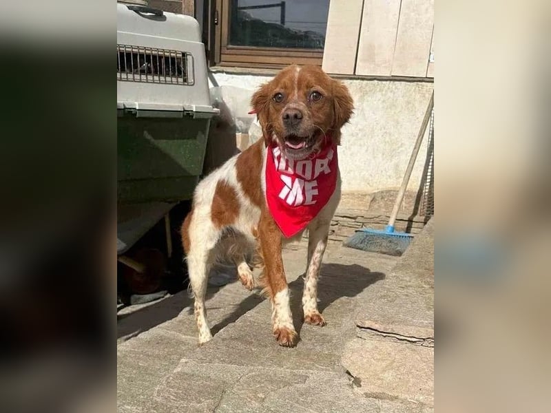 ⭐️BRELA⭐️, Hündin, 5 Jahre, 45cm,  Epagneul Breton-Mischling, Tierschutz