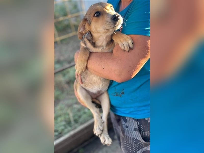 Fizz – zartes Hundemädchen auf Familiensuche, 6 Monate