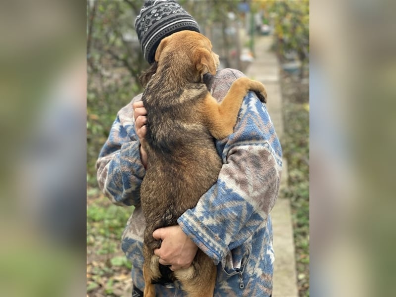 Fizz – zartes Hundemädchen auf Familiensuche, 6 Monate
