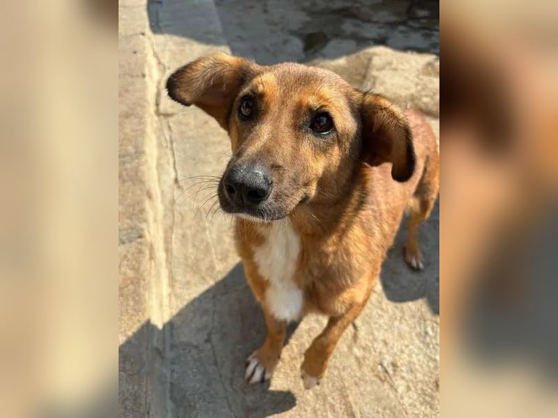 ⭐️MISCHOU⭐️, Hündin, 3,5 Jahre, 30cm, Mischling, Tierschutz