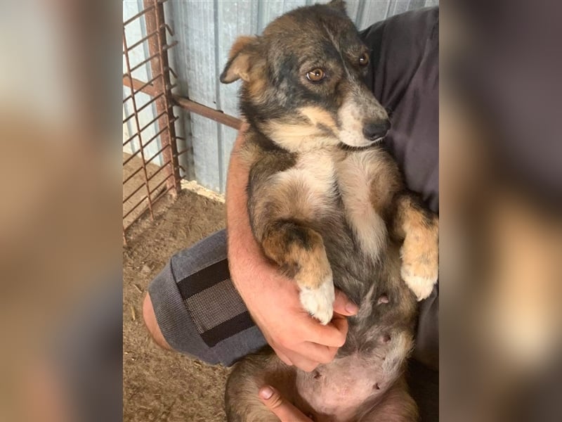 Tashi, ein Seelchen sucht Herzensmenschen