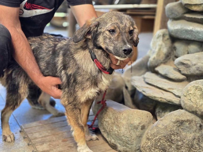 Nala – einjährige Schönheit sucht ihre Menschen