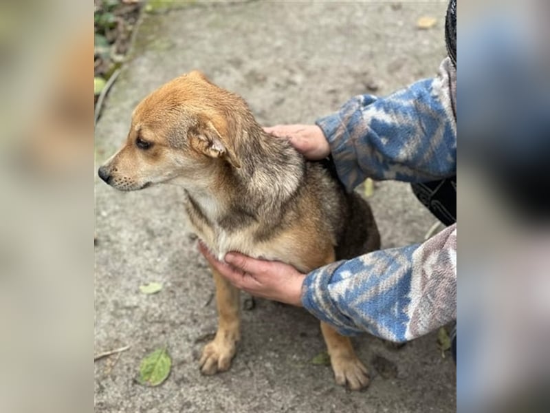 Fizz – zartes Hundemädchen auf Familiensuche, 6 Monate