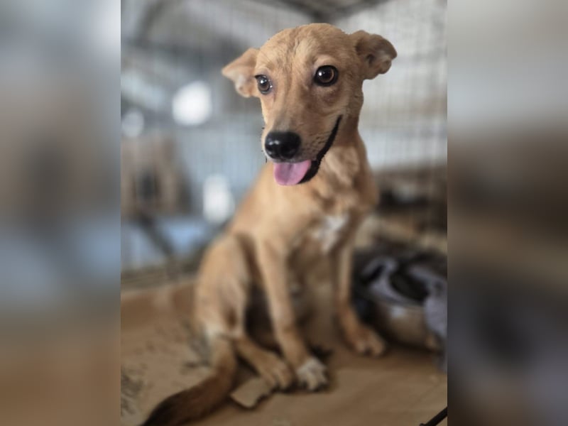 ⭐️PIXIE⭐️, Hündin, 8 Monate, 30 cm, Mischling, Tierschutz