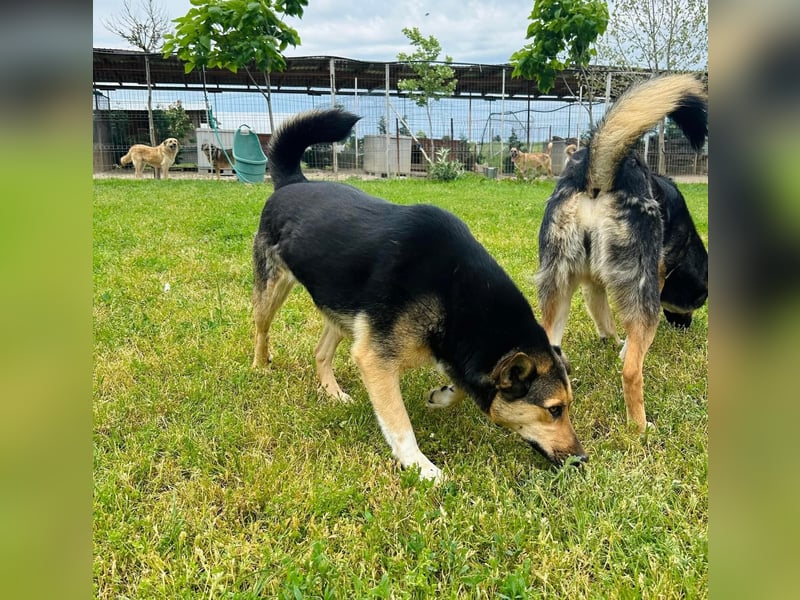 Zora Tierschutzhund sucht ein Zuhause