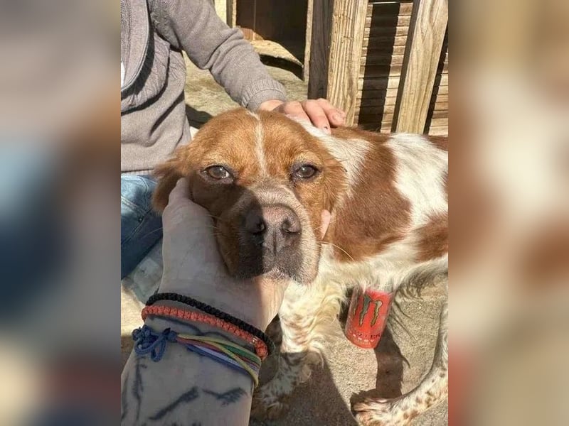 ⭐️BRELA⭐️, Hündin, 5 Jahre, 45cm,  Epagneul Breton-Mischling, Tierschutz