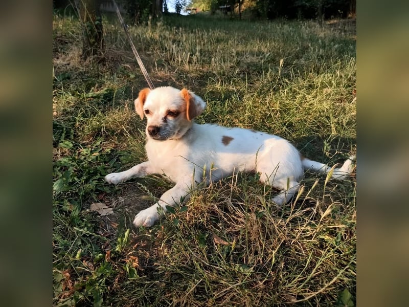Ebby Tierschutzhund sucht ein Zuhause