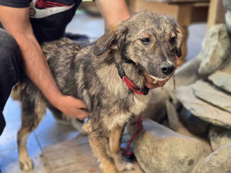 Nala – einjährige Schönheit sucht ihre Menschen