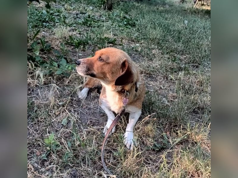 Ella Tierschutzhund sucht ein Zuhause