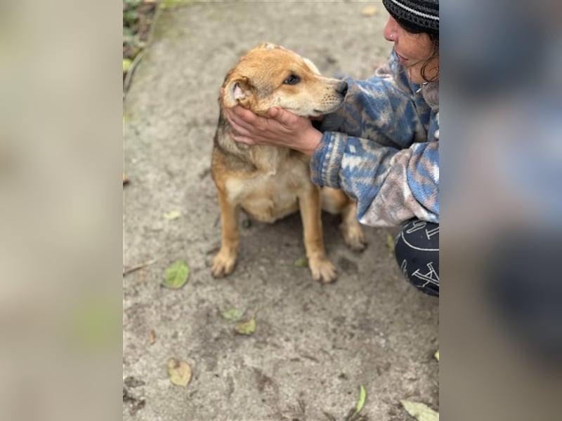 Fizz – zartes Hundemädchen auf Familiensuche, 6 Monate