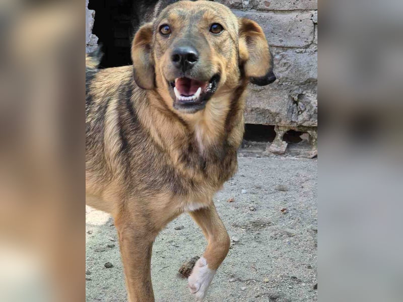 ⭐️MINA⭐️, Hündin, 1,5 Jahre, 43 cm, Mischling, Tierschutz