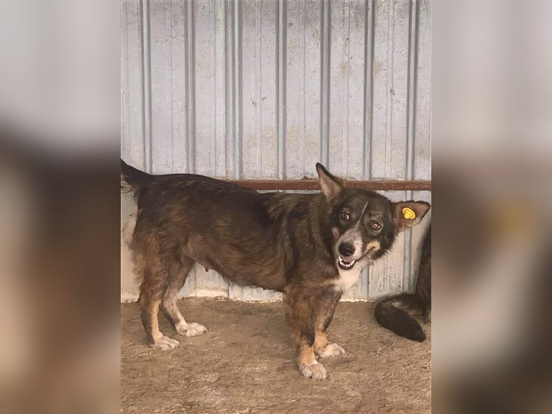 Tashi, ein Seelchen sucht Herzensmenschen